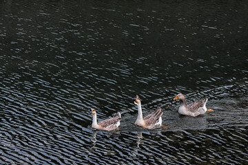 Ducks and geese swim in a lake in the vicinity of the Ningzhengong Taoist Monastery in Zhejiang,...
