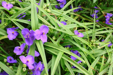 Fioletowe kwiaty trzykrotki wirginijskiej (Tradescantia virginiana) © Monika
