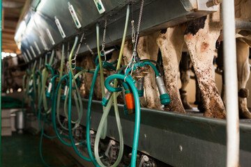 Cows with milking machine at rotary parlour system of farm