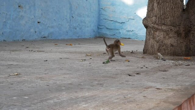 Monkey runs with banana against the blue wall, India, slowmo