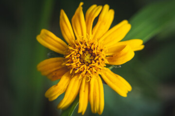 Detail of yellow flower