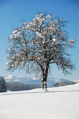 Schneebedekcter Baum
