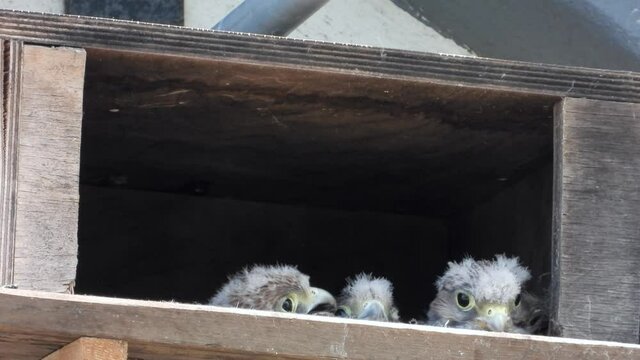 Turnfalken (Falco tinnunculus) am Nistkasten