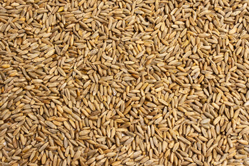 Naklejka premium Grain texture of wheat, barley, rye, oat on the screen, natural dry cereal seeds, macro shot. Product of agricultural activity. Germination of cereals for proper nutrition. Close-up background.