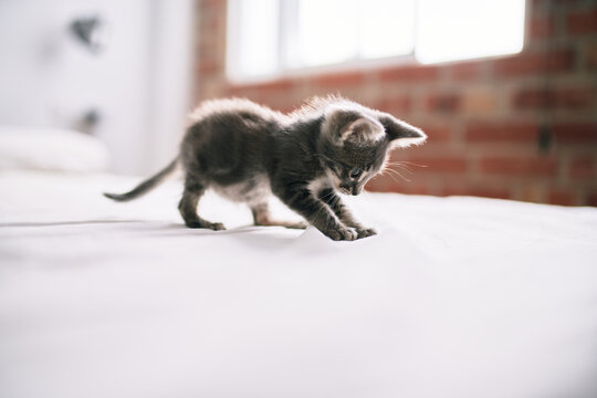 Beautiful and cute furry grey small kitty cat playing on the bed on a sunny day