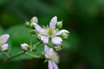 Gartenbrombeere, Blüten und Knospen