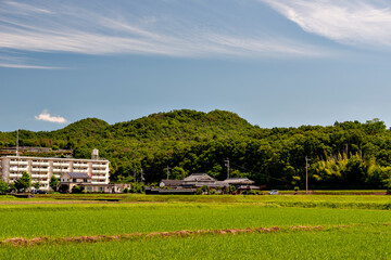Obraz premium View of paddy fields after one month from transplanting in Japan