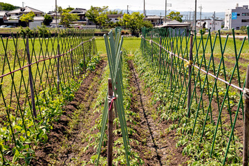 Vegetables in ridged field in Japan