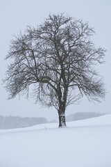 Fototapeta na wymiar Baum auf einer schnebedeckten Wiese