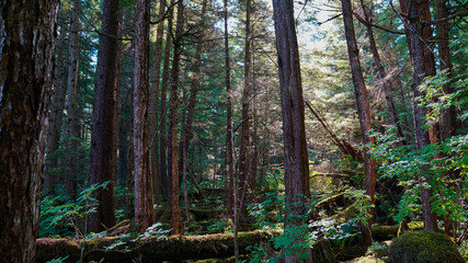 Obraz premium Forest background In Alaska