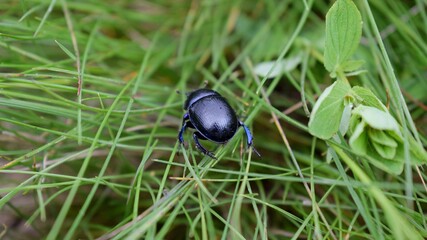 Trypocopris vernalis close-up photo