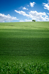 Beautiful and wide cornfield with hill and sky with clouds and a tree in Argentina landscape