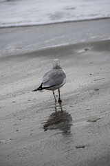 bird on the beach