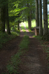 Waldweg mit Holzstoss