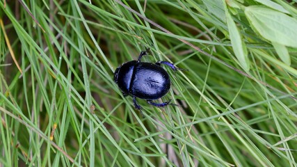 Black beetle on a grass. Trypocopris vernalis