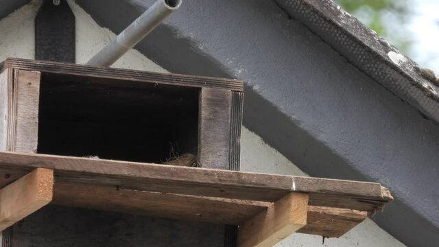 Turnfalken (Falco tinnunculus) am Nistkasten, Weibchen fliegt ab