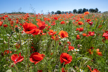 Blooming red poppies on a field, beautiful agricultural landscape in northern Germany