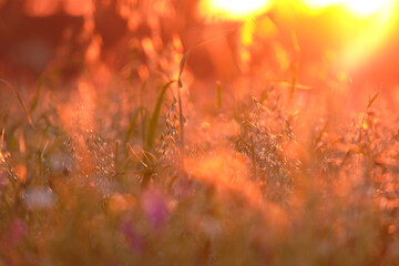 Abstract background colorful wildflowers and oat florets at sunset.