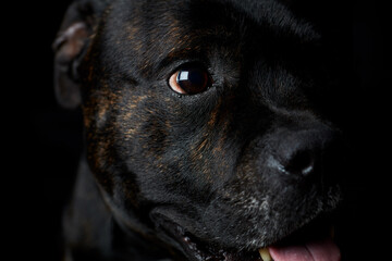 Staffordshire Bull Terrier dog on a black background. Close up.