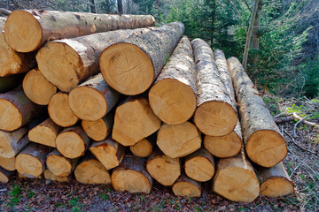 Pile of large cut down tree trunks in evergreen forest