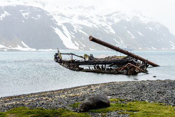 Ship rests and a seal on the coast of South Georgia, British overseas territory, Southern Atlantic Ocean.