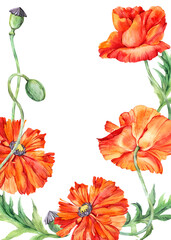 Watercolor hand painted card, orange red poppy, poppies isolated on white background. Stock illustration for design wedding invitations, greeting cards, postcards.