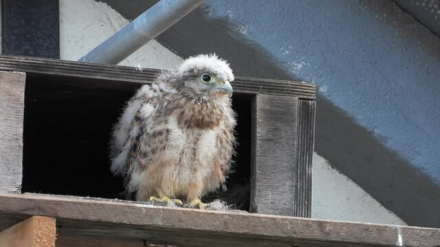 Turnfalken (Falco tinnunculus) am Nistkasten