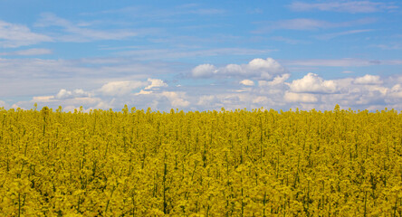 Concept image. Yellow field rapeseed in bloom with blue sky and white clouds. Peaceful nature. Beautiful background.