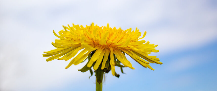 Yellow dandelion against the blue sky. Peaceful nature. Beautiful background. Concept image.