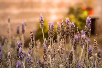 Lavender plant flowers close up with blurred background