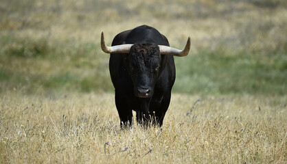 toro negro español  con grandes cuernos en una ganaderia