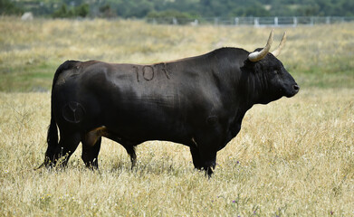 toro negro español  con grandes cuernos en una ganaderia