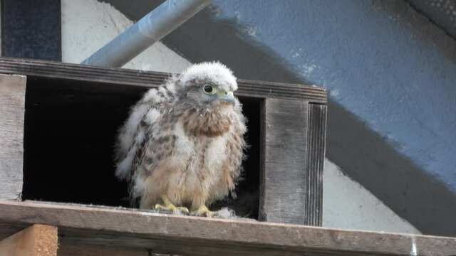 Turnfalken (Falco tinnunculus) am Nistkasten