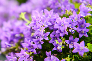 Fototapeta na wymiar Bellflower — a small ornamental plant, a species of the genus, Campanula portenschlagiana blue color
