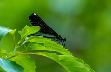 dragonfly on a leaf
