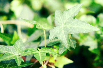 Ivy, wilica (Hedera) - genus of green plants in the family Araliaceae
