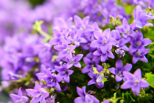 Bellflower — a small ornamental plant, a species of the genus, Campanula portenschlagiana blue color