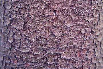 Texture of the old pine bark, closeup. Background of cracked tree bark.