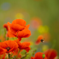 kwiaty maków polnych i pszczoła