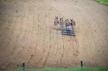 Donkeys plowing a field.