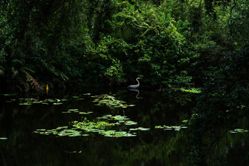 A Blue Heron standing very still trying to catch a fish.