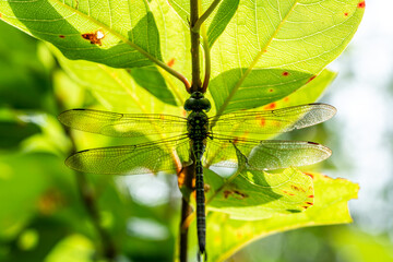 Naklejka premium A dragonfly blending in with the leaves and tree branches.