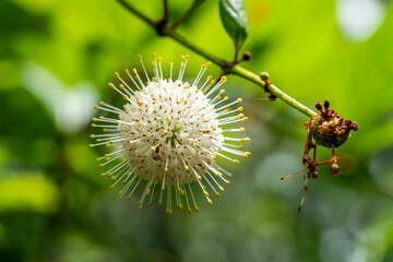 I found this seed pod interesting because it looks like the coronavirus