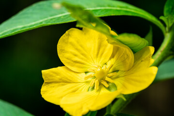Some attractive yellow flowers growing at the park