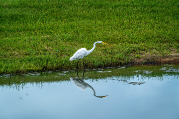 A White Crane is looking for some food around the pond in the park.