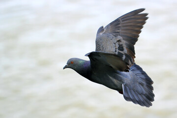 flying pigeon bird with nature background