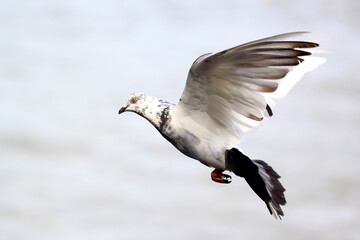 flying pigeon bird with nature background