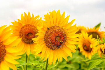 Obraz premium Sunflower field in sunny day