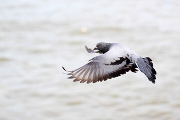 flying pigeon bird with nature background