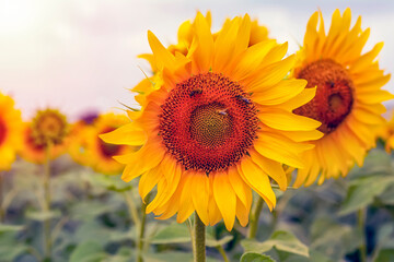 Obraz premium Sunflower field in sunny day